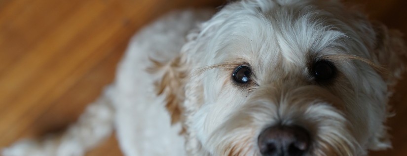 Does your dog’s jumping up cause you to forget your manners?