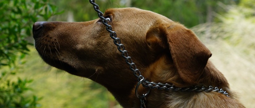 Choke chains have no place in force-free dog training