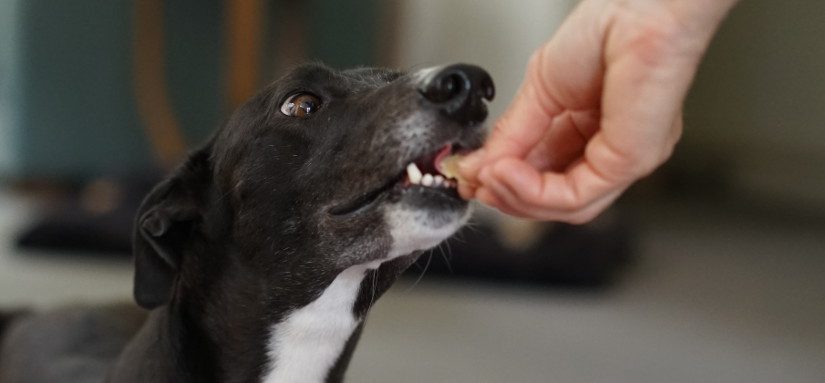 Does your dog love food more than they love you?