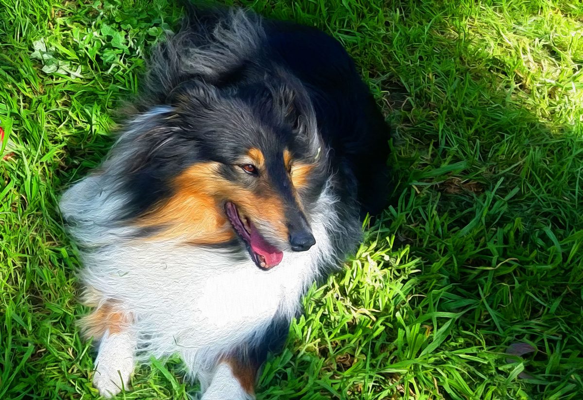 Happy Collie lying in grass looking like painting