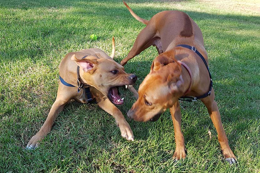 Two dogs playing with teeth exposed