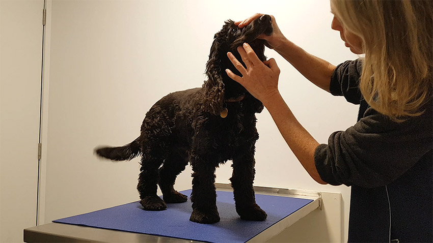 Dog cooperating with mouth exam at vet