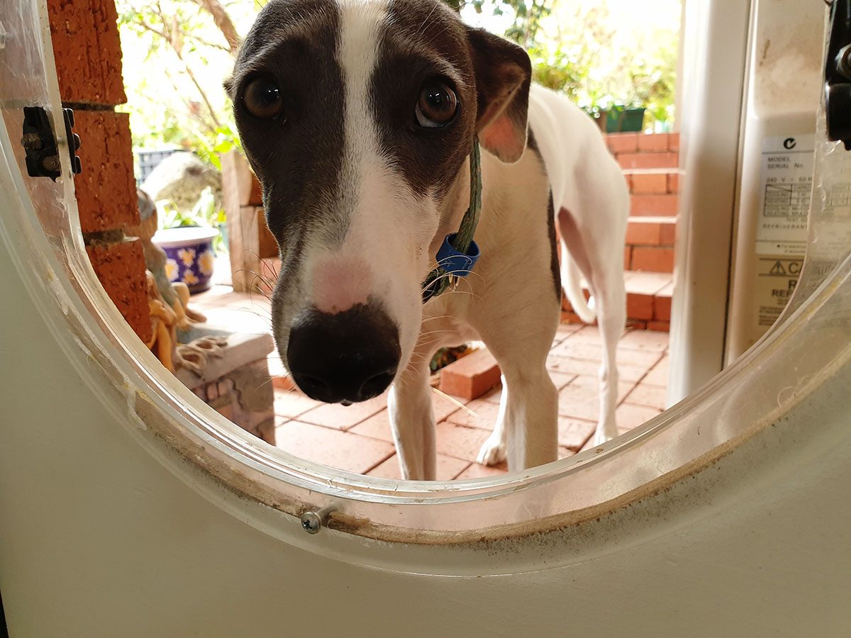 Help! My Dog Won’t Use the Dog Door
